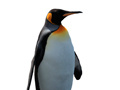 Joc Penguin Painting: Coloring For Kids