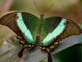 Joc 100 Pics Quiz Online