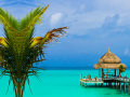 Joc Tropical Paradise