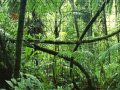 Joc Jigsaw puzzle: Rainforest
