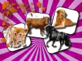 Joc Domestic Animal Memory Challenge
