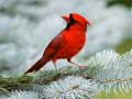 Joc Birds Puzzle