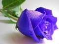 Joc Blue Roses