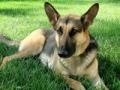 Joc German shepherd