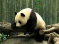 Joc Pandas Puzzle