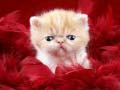 Joc Funny Kitty