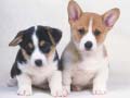 Joc Cute Puppies Puzzle