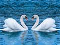 Joc Swans Slide