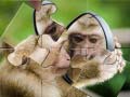 Joc Chimpanzee Jigsaw