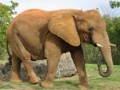 Joc Animals Jigsaw Puzzle - Elephants
