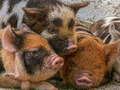 Joc Piglet Piggy Jigsaw