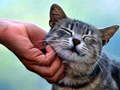 Joc Tickling Cat