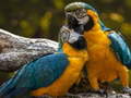 Joc Parrot Jigsaw