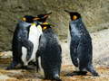 Joc King Penguin Jigsaw