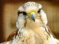Joc Gyrfalcon Jigsaw