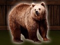 Joc Save The Grizzly Bear