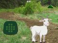 Joc Goat Find The Child